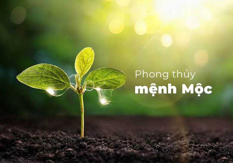 Hướng Dẫn Chọn Gạch Lát Nền Cho Người Mệnh Mộc Hợp Phong Thủy