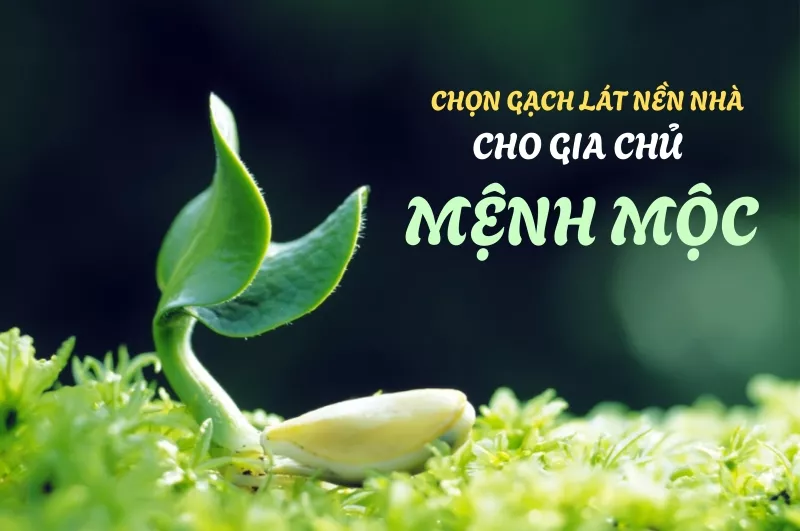 Hướng Dẫn Chọn Gạch Lát Nền Cho Người Mệnh Mộc Hợp Phong Thủy