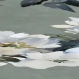 Gạch Trung Quốc HLTQ612036HD